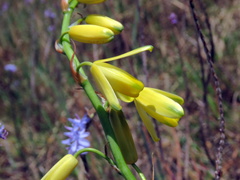 Albuca fragrans
