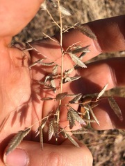 Eragrostis secundiflora