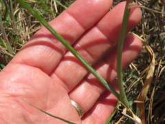 Albuca fragrans