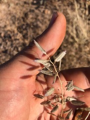 Eragrostis secundiflora