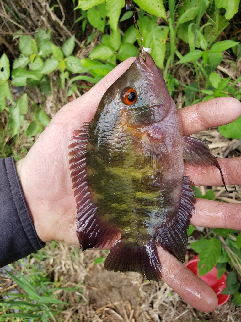 Chocolate cichlid (Hypselecara temporalis) — Cichlidae