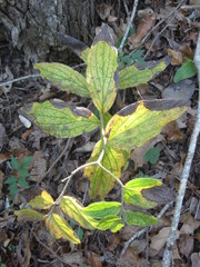 Lithospermum helleri