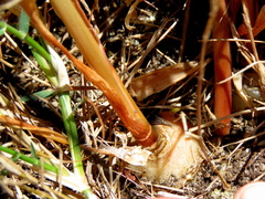 Albuca fragrans