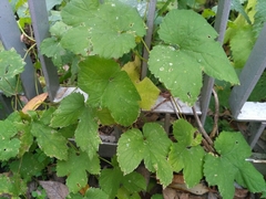 Humulus lupulus