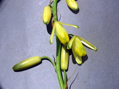 Albuca fragrans