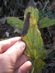 Lithospermum helleri