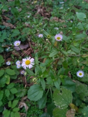 Erigeron annuus