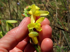 Albuca fragrans