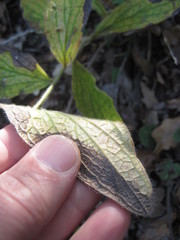 Lithospermum helleri