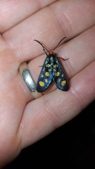 Arniocera auriguttata