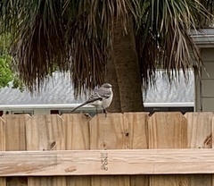 Mimus polyglottos