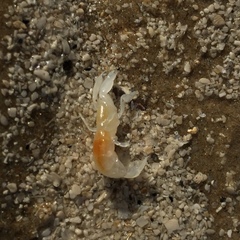 Callichirus islagrande