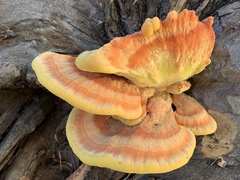 Laetiporus gilbertsonii