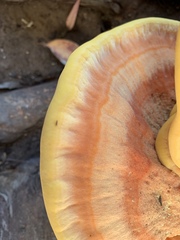 Laetiporus gilbertsonii