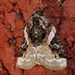 Pseudeustrotia carneola - Photo (c) Diane P. Brooks,  זכויות יוצרים חלקיות (CC BY-NC-SA), הועלה על ידי Diane P. Brooks