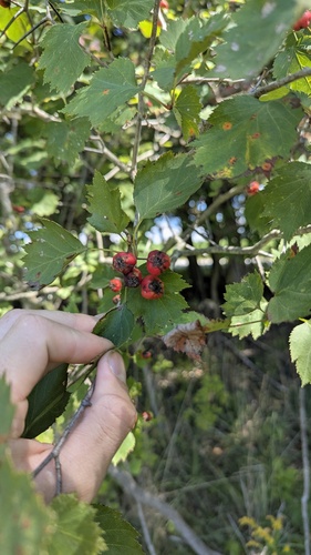 Fanleaf Hawthorn (Crataegus flabellata)