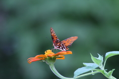 Dione vanillae nigrior