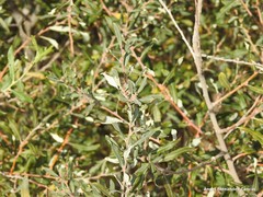 Salix salviifolia