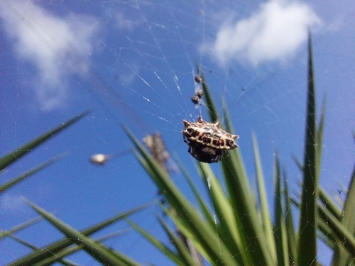 Spinybacked Orbweaver