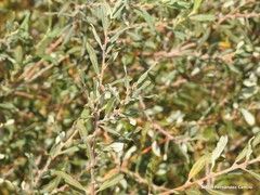 Salix salviifolia
