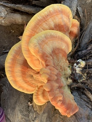 Laetiporus gilbertsonii