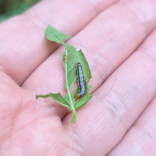 Cross-striped Cabbageworm Moth photo 5
