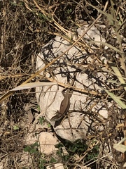 Phoenicolacerta troodica