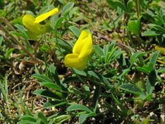 Crotalaria excisa