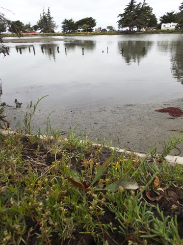 Western marsh rosemary foliage