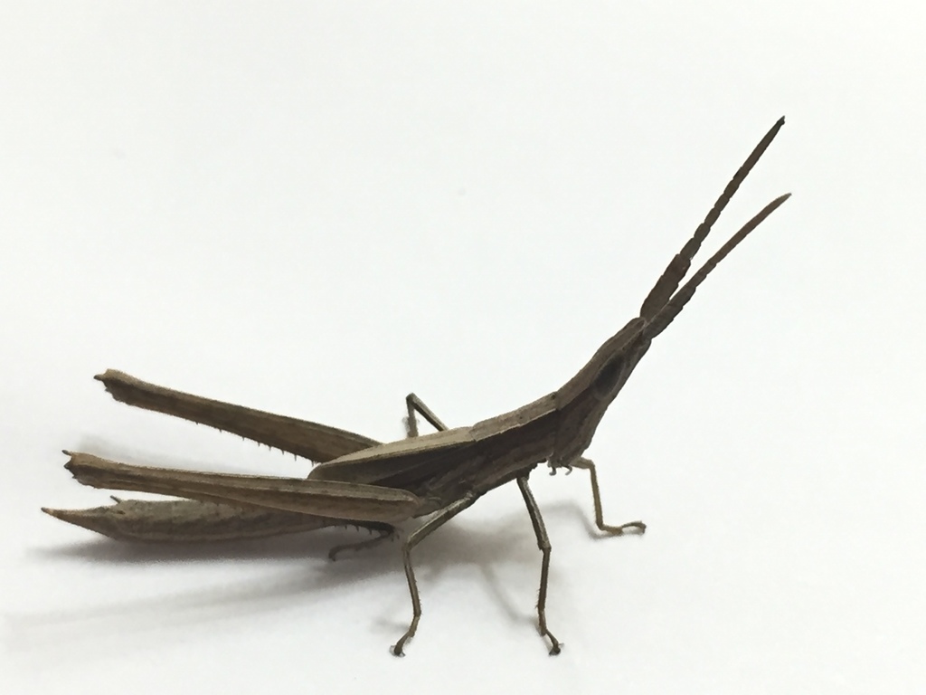 Tamaulipan Toothpick Grasshopper