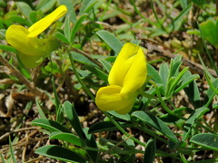 Crotalaria excisa