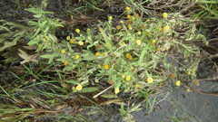 Pulicaria scabra