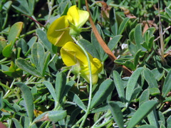Crotalaria excisa
