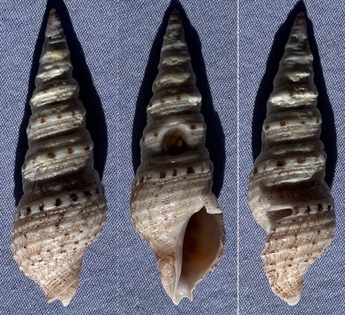 Xenuroturris cingulifera observed 2022-08-22