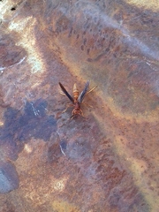 Polistes mexicanus