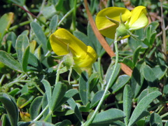 Crotalaria excisa