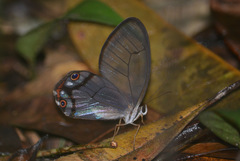 Haetera piera