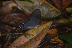 Haetera piera