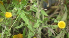 Pulicaria scabra