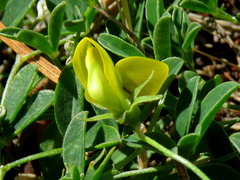 Crotalaria excisa