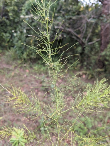 Bottlebrush Asparagus