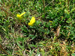 Crotalaria excisa