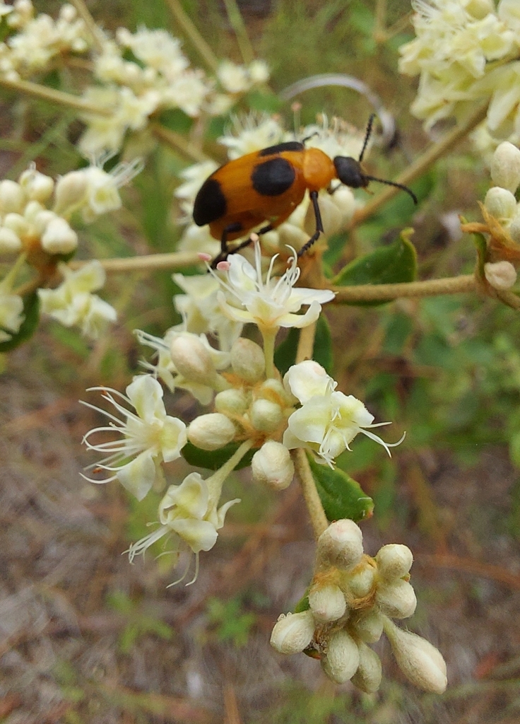 Tetraonyx quadrimaculata