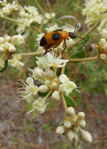 Tetraonyx quadrimaculata