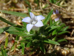 Microcodon glomeratus