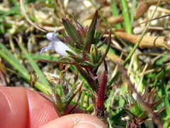 Microcodon glomeratus