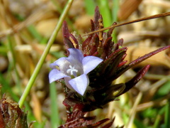 Microcodon glomeratus