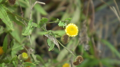 Pulicaria scabra