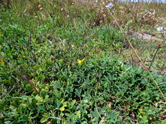 Crotalaria excisa