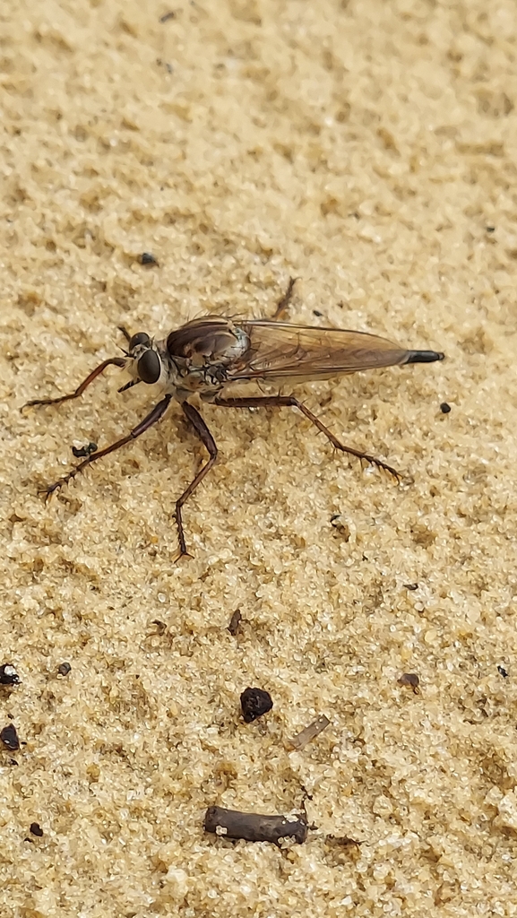 Long-winged Marauder